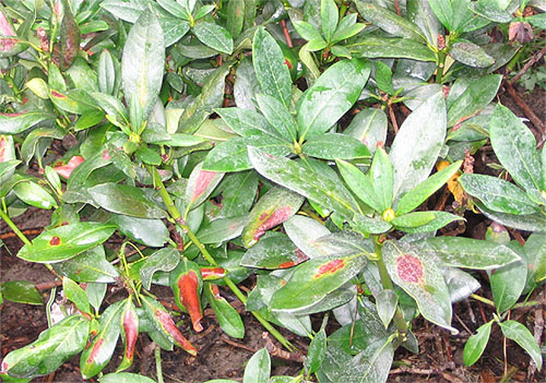 Verbrannte Rhododendronblätter