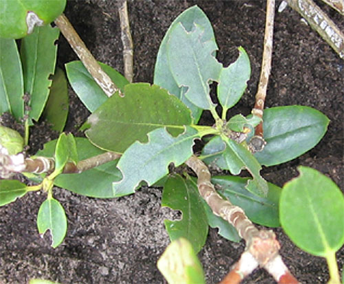 Fraßschäden am Rhododendron