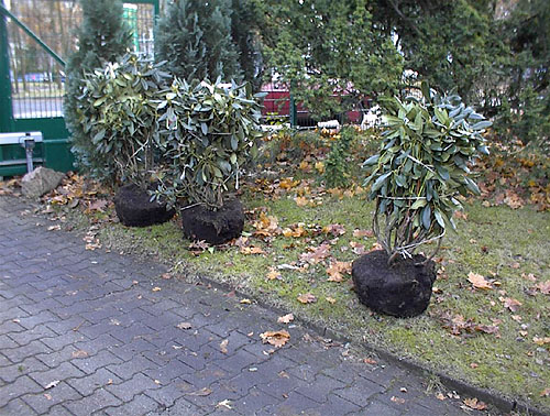 Rhododendren pflanzen