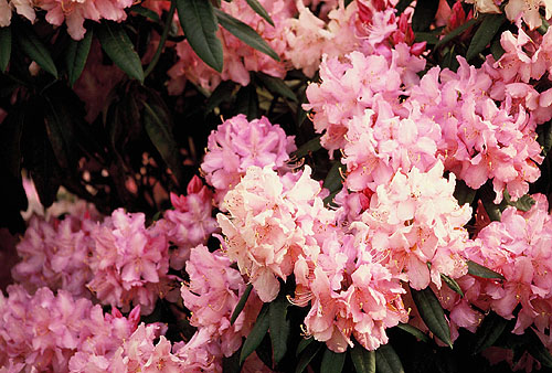 Rhdodendronblüten
