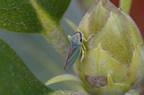 Rhododendronzikaden