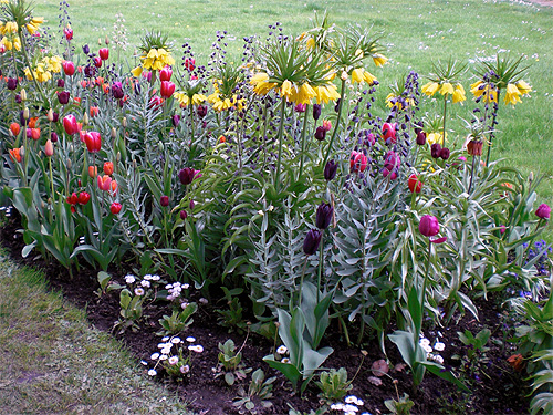 Frühlingsbeet mit Tulpen, Kaiserkronen, Fritillaria persica und Bellis Frühlingsbeet mit Tulpen, Kaiserkronen, Fritillaria persica und Bellis