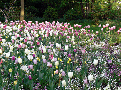 Tulpen und Schleierkraut Tulpen und Schleierkraut