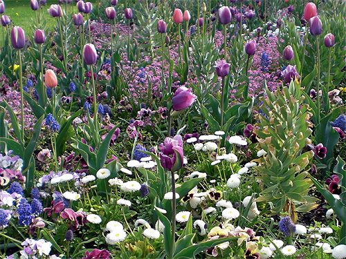 Frühlingsbeet in lila, blau und weiß Frühlingsbeet in lila, blau und weiß