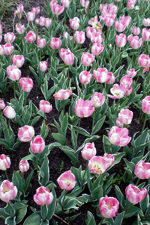 Tulpen mit zweifarbigen Blättern Tulpen mit zweifarbigen Blättern