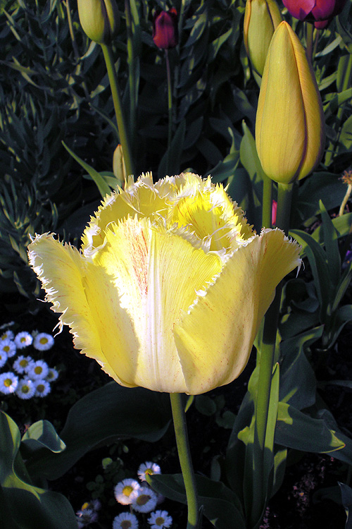 Gefranste Tulpe Gefranste Tulpe