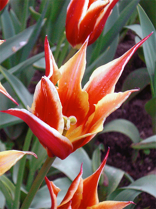 Lilienblütige Tulpe Lilienblütige Tulpe