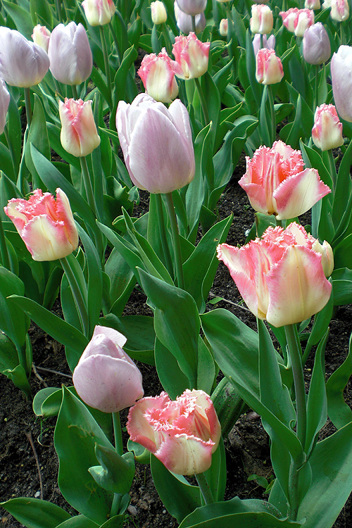 Gefranste und glatte Tulpen Gefranste und glatte Tulpen