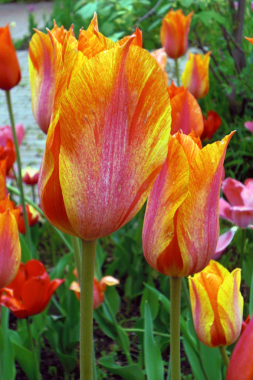 Rembrandttulpen Rembrandttulpen