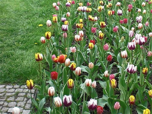 Rembrandttulpen Rembrandttulpen