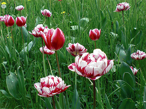 Verschiedene rot-weiße Tulpen Verschiedene rot-weiße Tulpen