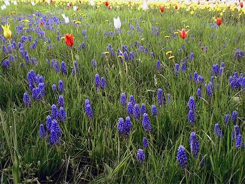 Wiese mit Tulpen, Perlhyazinthen und Löwenzahn Wiese mit Tulpen, Perlhyazinthen und Löwenzahn