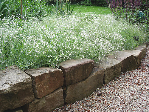 Trockenmauer mit Schleierkraut