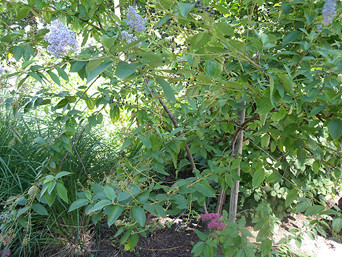 Säckelblume - Ceanothus