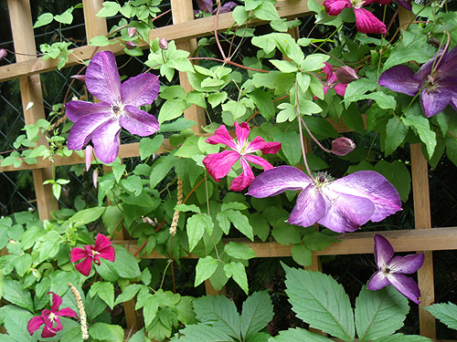 Rankgitter mit gepflanzter Clematis nach einem Jahr