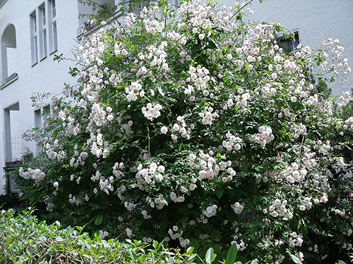 Rambler-Rose Paul's Himalayan Musk in einem Kirschbaum