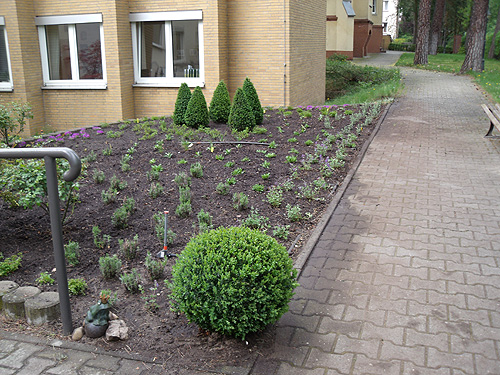 Neupflanzung im Garten eines Pflegeheims