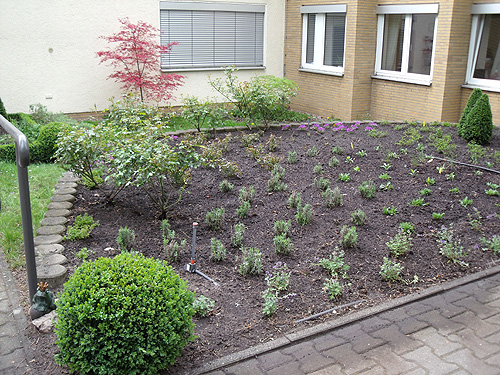 Neupflanzung im Garten eines Pflegeheims