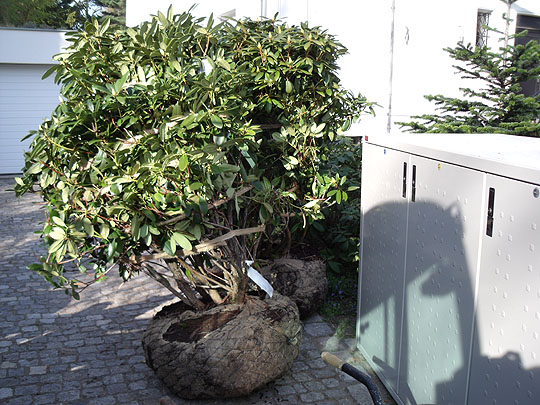 Eibenpflanzung