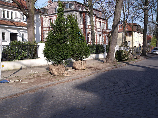Eibenpflanzung