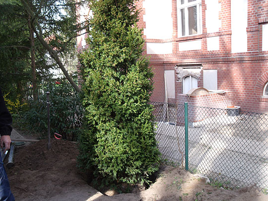 Eibenpflanzung