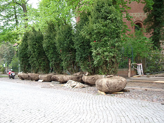 Eibenpflanzung