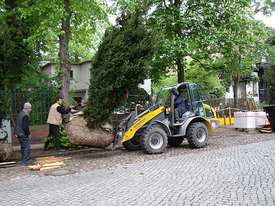 Eibenpflanzung