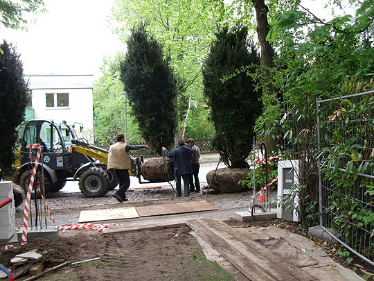 Eibenpflanzung