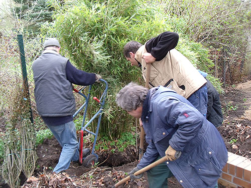 Der große Bambus wird umgesetzt Pflanzung einer Hecke