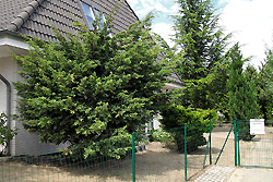 Die Gehlze treiben frisches Grn