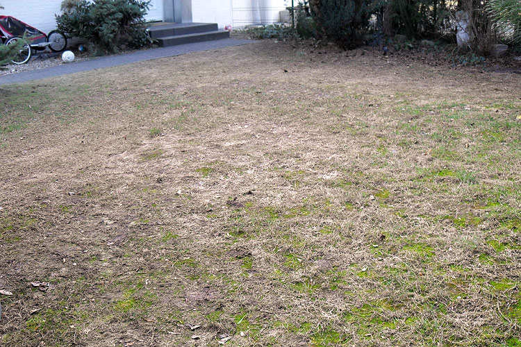 Stark beschädigter Rasen nach einem langen, schneereichen Winter Stark beschädigter Rasen nach einem langen, schneereichen Winter