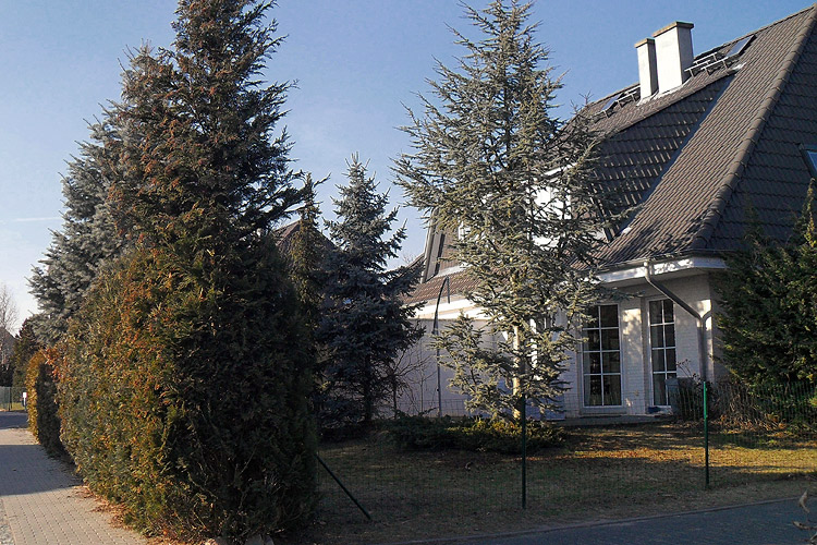 Die Gehölze im Vorgarten haben einen Rückschnitt nötig Die Gehölze im Vorgarten haben einen Rückschnitt nötig