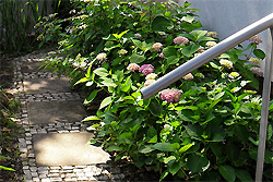 Hortensienbeet und Plattenweg