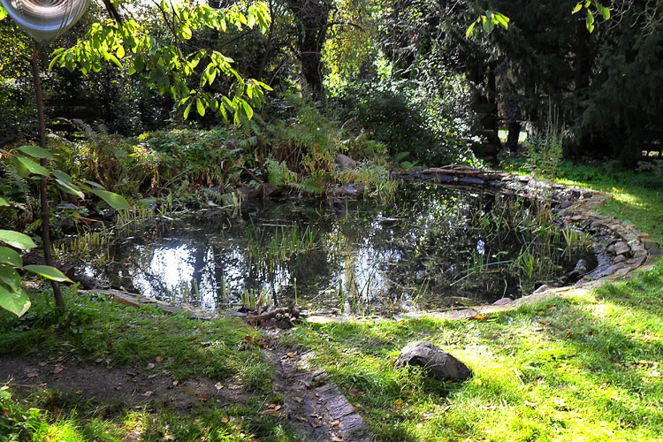 Wildwuchs am Gartenteich im Frühjahr Wildwuchs am Gartenteich im Frühjahr