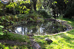 Wildwuchs am Teich im Frhjahr
