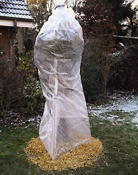Frostschutz fr winterharte Palmen