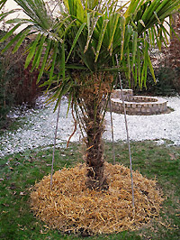 Frostschutz fr winterharte Palmen