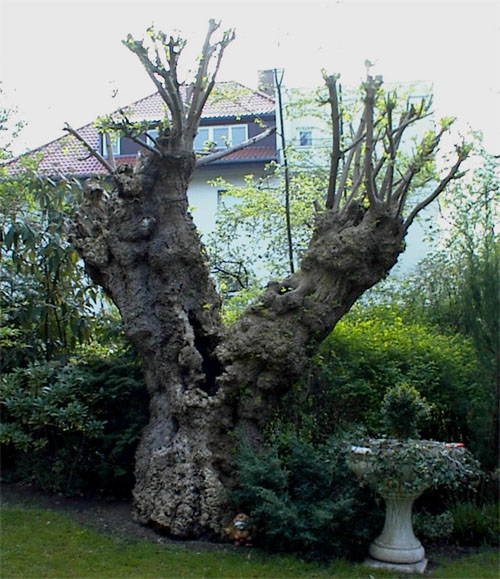 Verjüngungsschnitt bei einem alten Baum