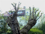 Verjngungsschnitt bei einem alten Baum