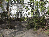 Verkahlter Rhododendron