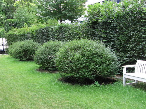Hecke im Frühsommer