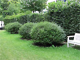 Hecke im Frhsommer