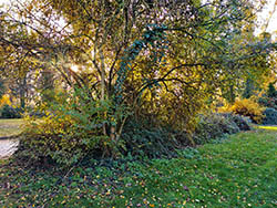 Ruhegemeinschaft Zentralfriedhof Friedrichsfelde - alte Hecken im Herbst 2019