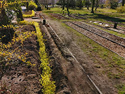 Ruhegemeinschaft Zentralfriedhof Friedrichsfelde - Neue Hecke im Mrz 2020