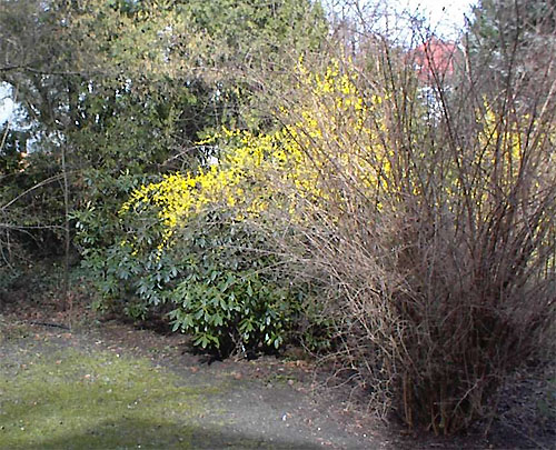 Freiwachsende Blütenhecke im Frühling