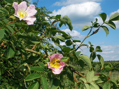 Hundsrose, Rosa canina