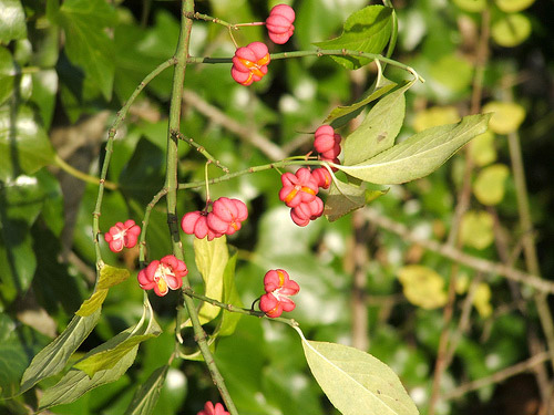 Pfaffenhütchen bzw. Gewöhnlicher Spindelstrauch, Euonymus europaeus