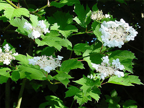 Schneeball, Viburnum opulus