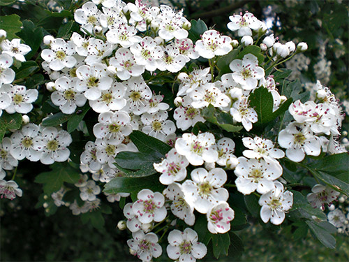 Weißdorn, Crataegus