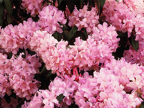 Blühender Rhododendron